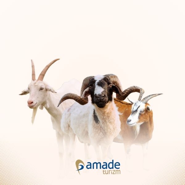 kurban bayramı ne zaman